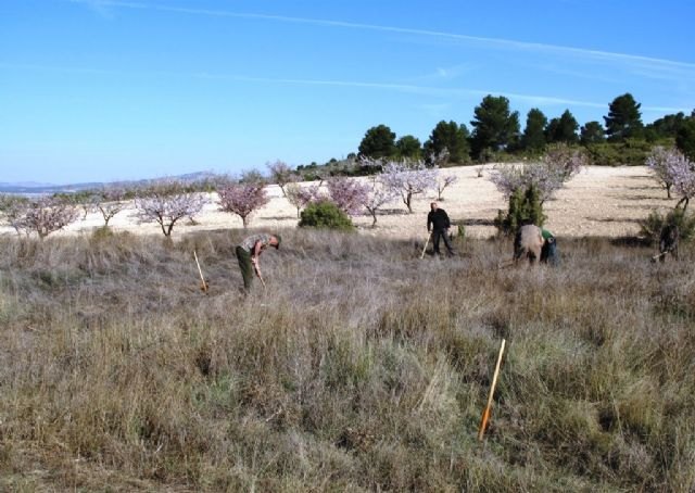 La Comunidad promueve la reintroducción de una planta silvestre protegida en Yecla