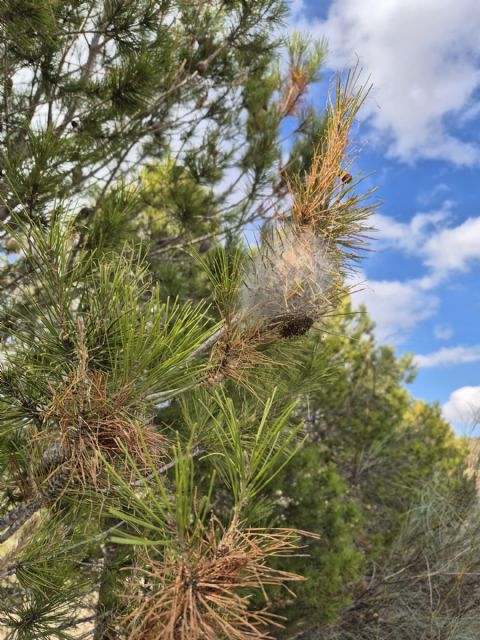 El grupo socialista pide que se actúe ante la gran presencia de bolsas de procesionaria en montes públicos