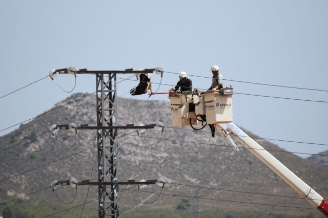 ANSE denuncia la muerte de varias cigüeñas por electrocución en un tendido de Yecla