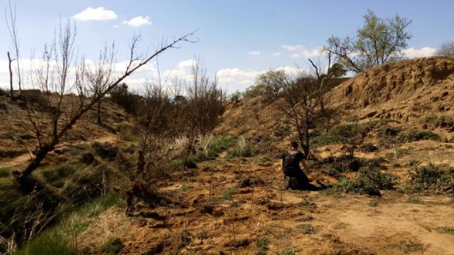 La CHS finaliza la repoblación de la gran olmeda de la rambla de Tobarrilla en Yecla