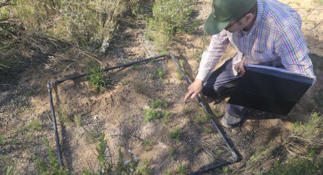 Medio Ambiente constata la presencia de una singular gramínea en los arenales del Serral en Yecla