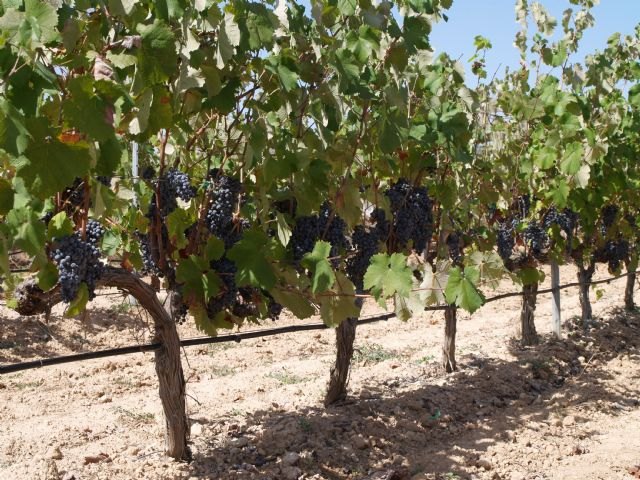 Agricultura informa a los viticultores de Yecla de la normativa sobre uso sostenible de los productos fitosanitarios