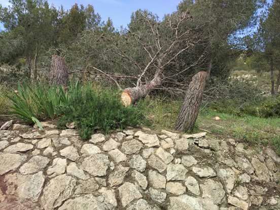 El PSOE pide explicaciones por la tala de varios árboles en el entorno de las faldas del Castillo