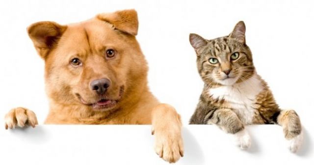 Sanidad promueve una campaña de esterilización de mascotas