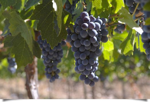 La Ruta del Vino de Yecla se da a conocer al mundo en FITUR